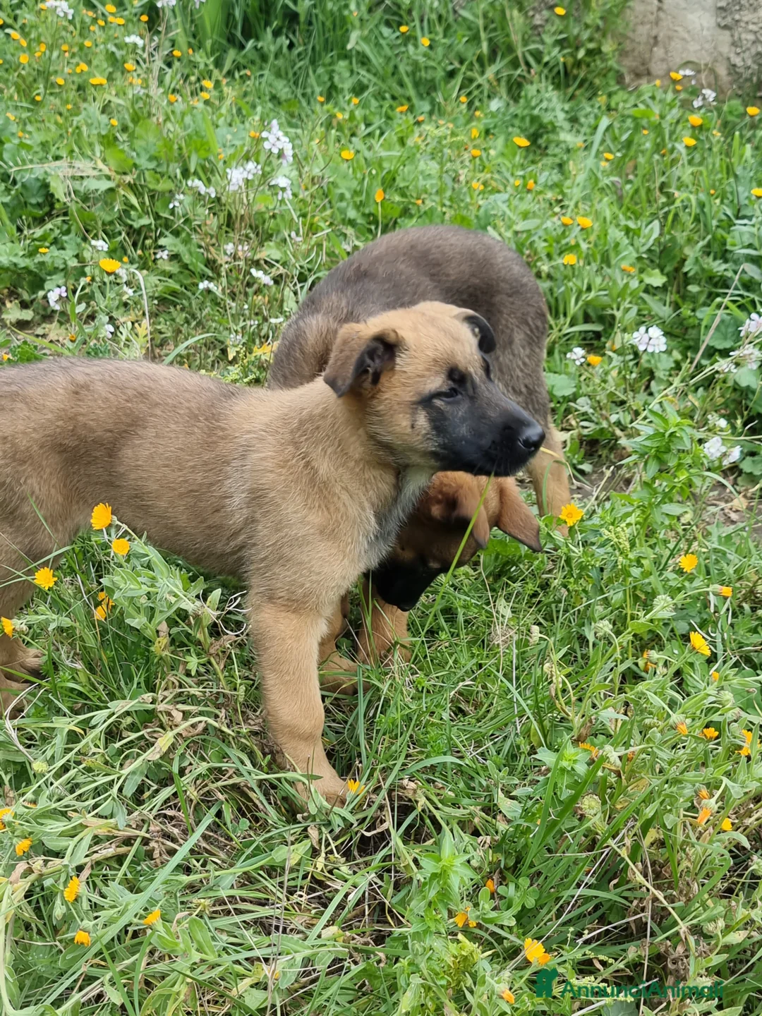 Pastore Belga cani in vendita: Allevamento Pastore Belga Malinois Potenza Matera a Provincia di Potenza - Annuncio 6