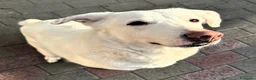 Meticcio cani in regalo: GENNA CERCA CASA - Annuncio 9