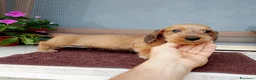 Bassotto cani in vendita: Bassotto pelo duro nano colore foglia secca  - Annuncio 2