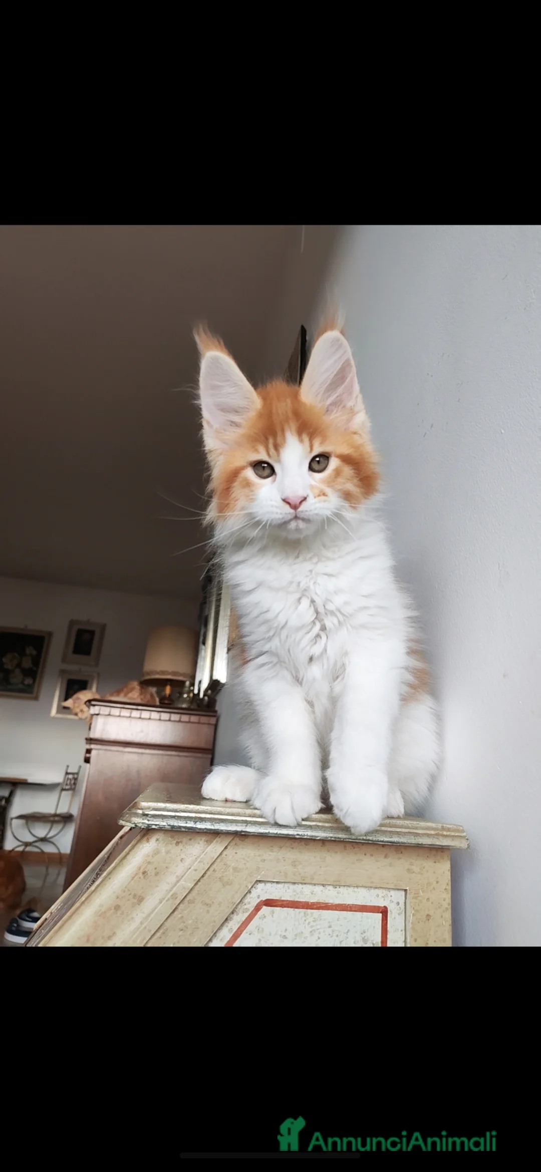 Maine Coon gatti in vendita: 2 MERAVIGLIOSI CUCCIOLI DI MAINE COON - Annuncio 2