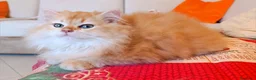 British gatti in vendita: British Golden cucciolo - Annuncio 4