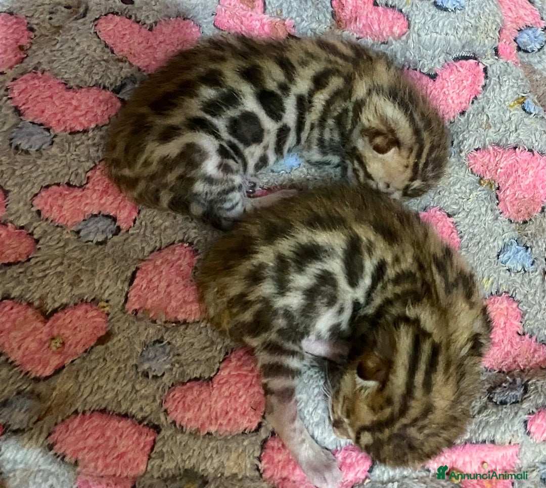 Bengala gatti in vendita: gatto bengala cuccioli a Città metropolitana di Roma Capitale - Immagine 2