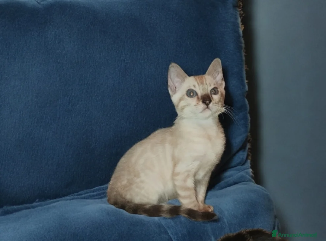 Bengala gatti in vendita: Bellissimi gattini del Bengala  - Annuncio 2