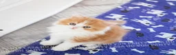Scottish gatti in vendita: Cuccioli Scottish Highland con Pedigree - Annuncio 6