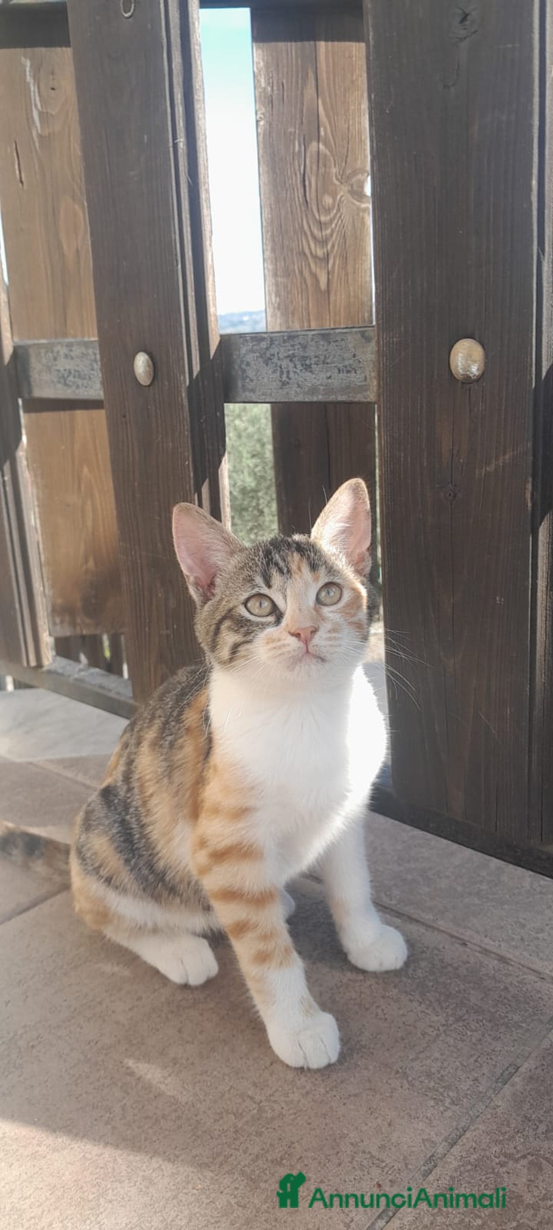 Meticcio gatti in regalo: BENEVENTO GATTINE CERCANO CASA - Annuncio 5