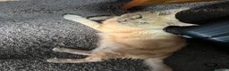 Maine Coon gatti in regalo: regalo gatto maine coon  - Annuncio 5