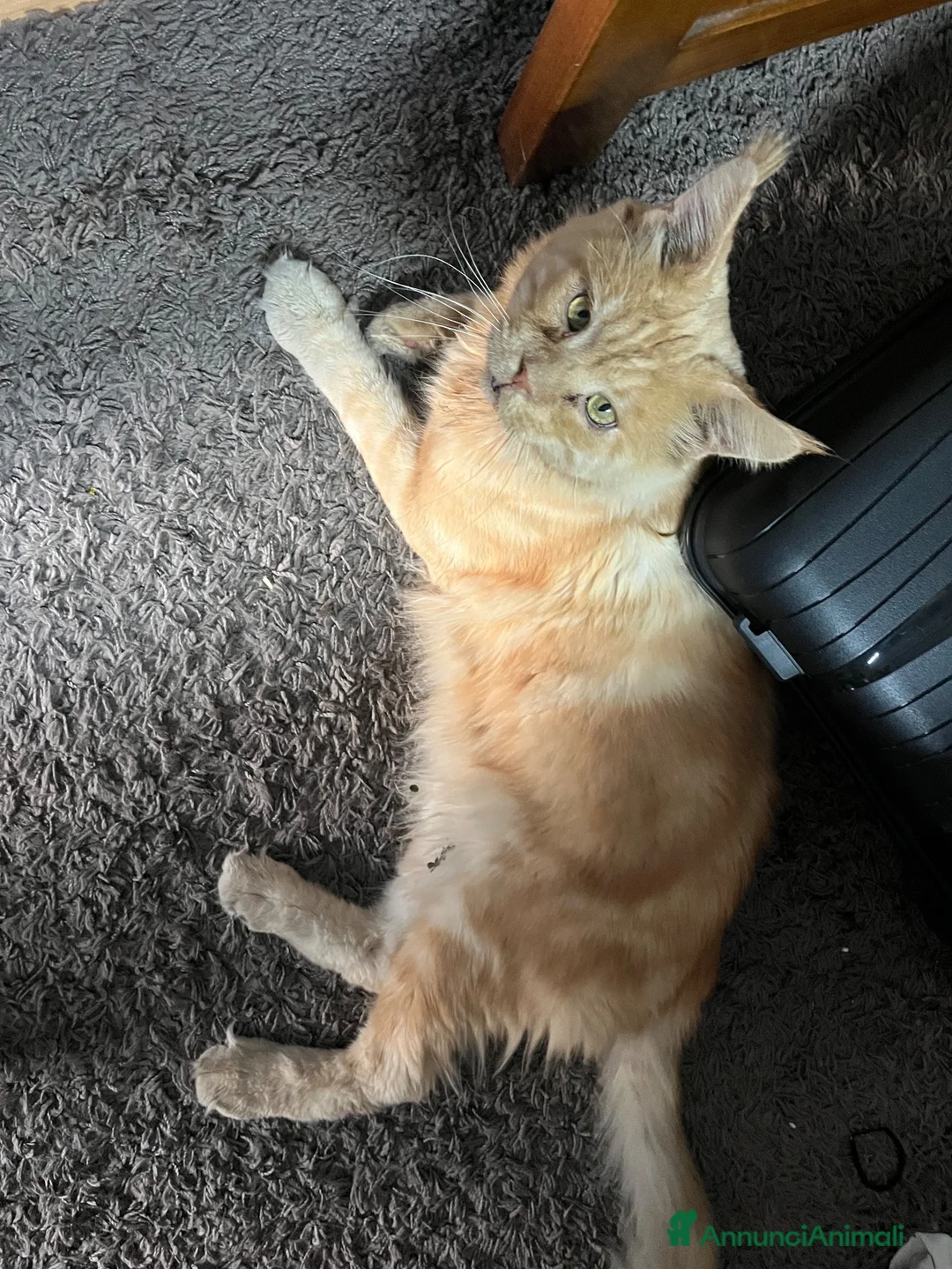 Maine Coon gatti in regalo: regalo gatto maine coon  - Annuncio 5