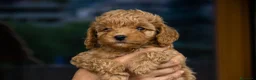Barboncino cani in vendita: Cucciole di Barboncino Nano - Annuncio 4
