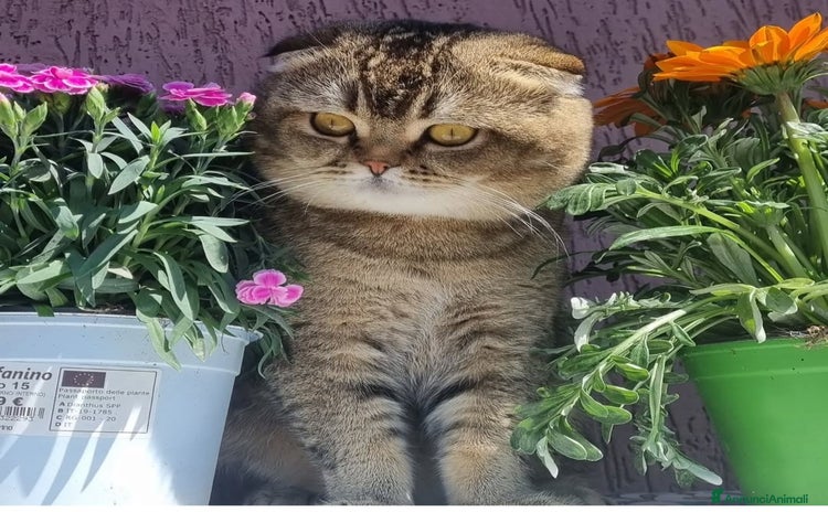 Scottish gatti - Annuncio 1