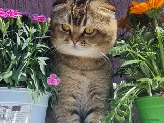 Scottish gatti Scottish fold - Annuncio 4