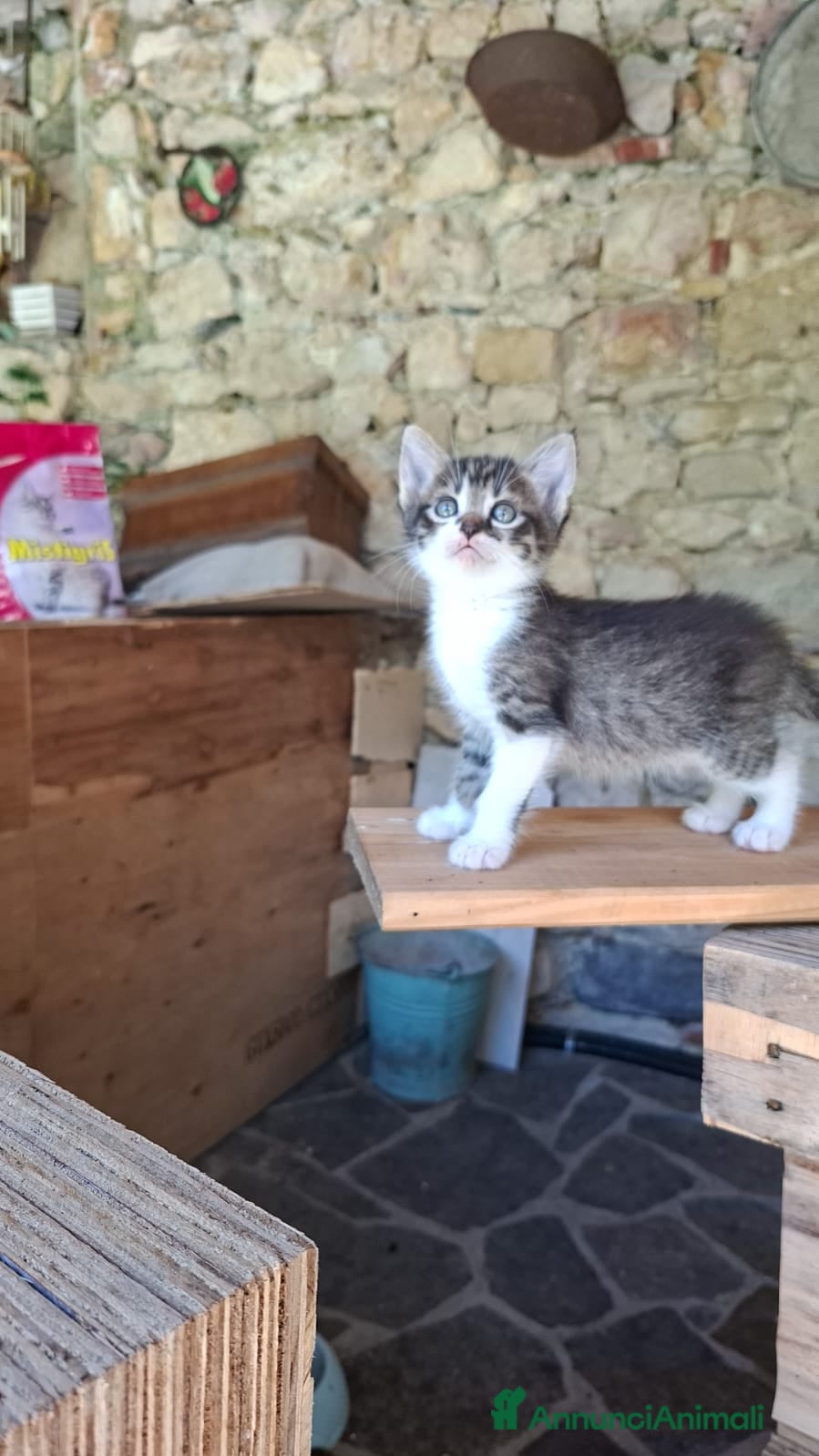 Altre razze gatti in regalo: 4 bellissimi gattini/e vivaci - Annuncio 8