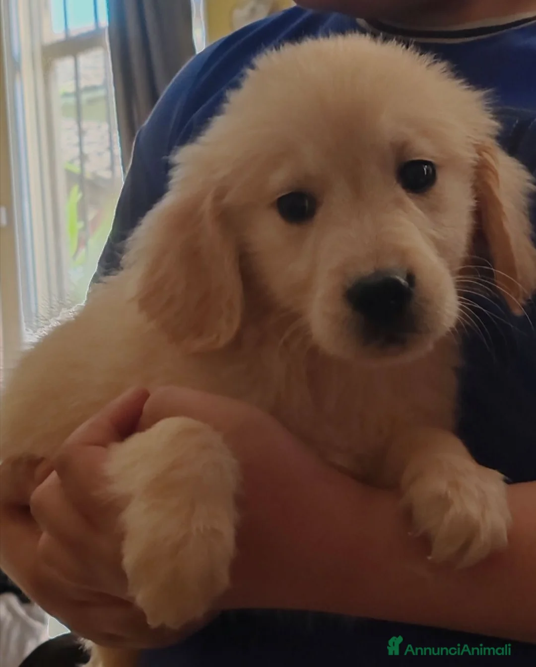 Golden Retriever cani in vendita: Cuccioli golden retriever - Annuncio 1