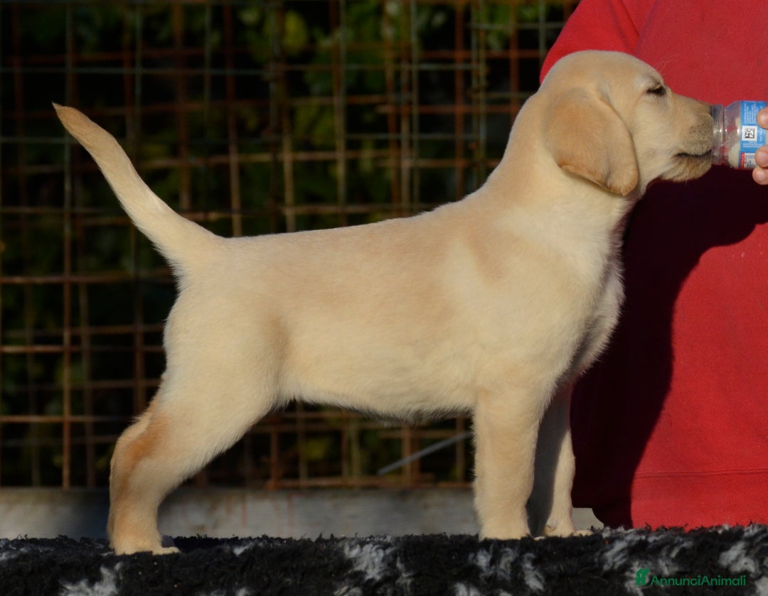Labrador cani in vendita: Femmina di labrador - Annuncio 4