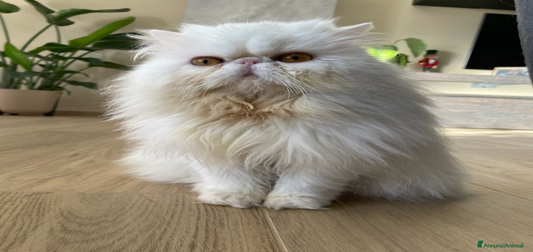 Immagine della galleria {{count}}