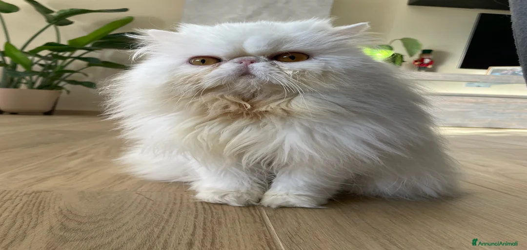 Immagine della galleria {{count}}