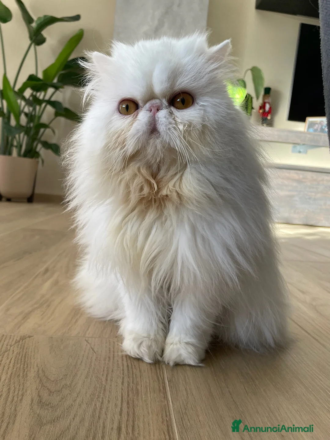 Immagine della galleria {{count}}