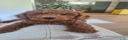 Meticcio cani in vendita: Cucciolo di barboncino maschio  - Annuncio 2