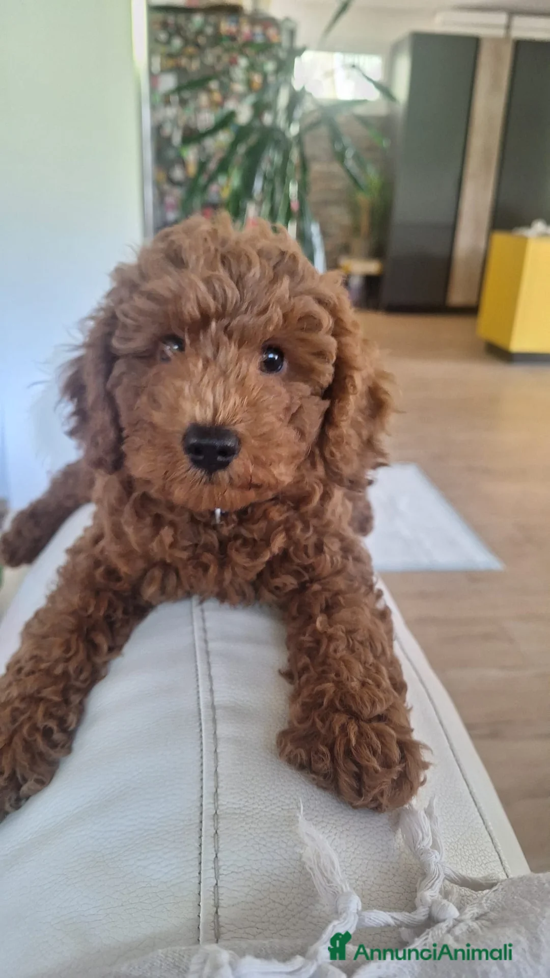 Meticcio cani in vendita: Cucciolo di barboncino maschio  - Annuncio 2