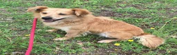 Meticcio cani in regalo: Plinio 2 anni Taglia piccola  - Annuncio 6
