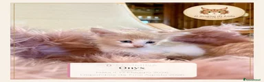 Onyx - Maine Coon - Il Sogno Di Lola