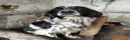 Setter Inglese cani in regalo: NORMA dolcissima - Annuncio 2