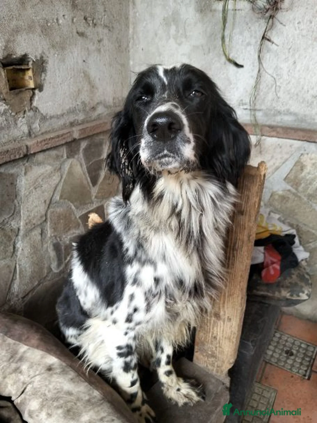 Setter Inglese cani in regalo: NORMA dolcissima - Annuncio 2