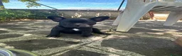 Bulldog Francese cani in vendita: bulldog francese nero tigrato cani animali - Annuncio 6