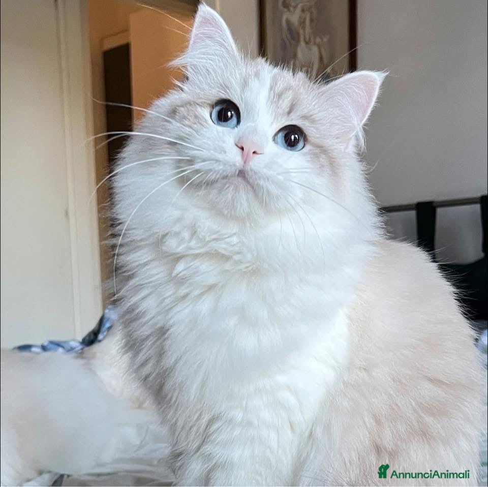 Siberiano gatti Gattina Siberiana con PEDIGREE - Annuncio 2