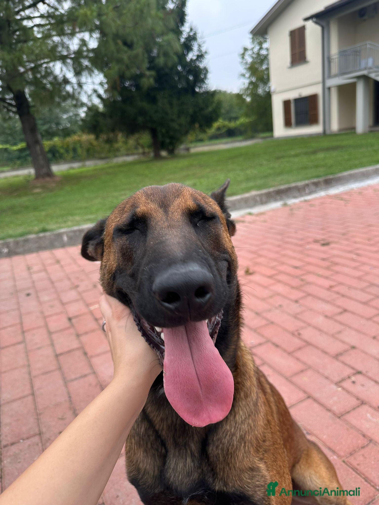 Pastore Belga cani Pastore Belga malinois 1 anno  - Annuncio 2