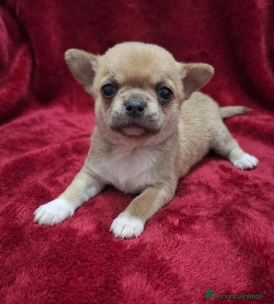Chihuahua cani in vendita: Stupendi chihuahua pedigree enci - Annuncio 2