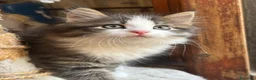 Siberiano gatti in vendita: Gattino siberiano ipoallergenico - Annuncio 6