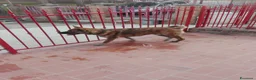 Meticcio cani in regalo: Meticcio giocarellone a Provincia di Macerata - Annuncio 4