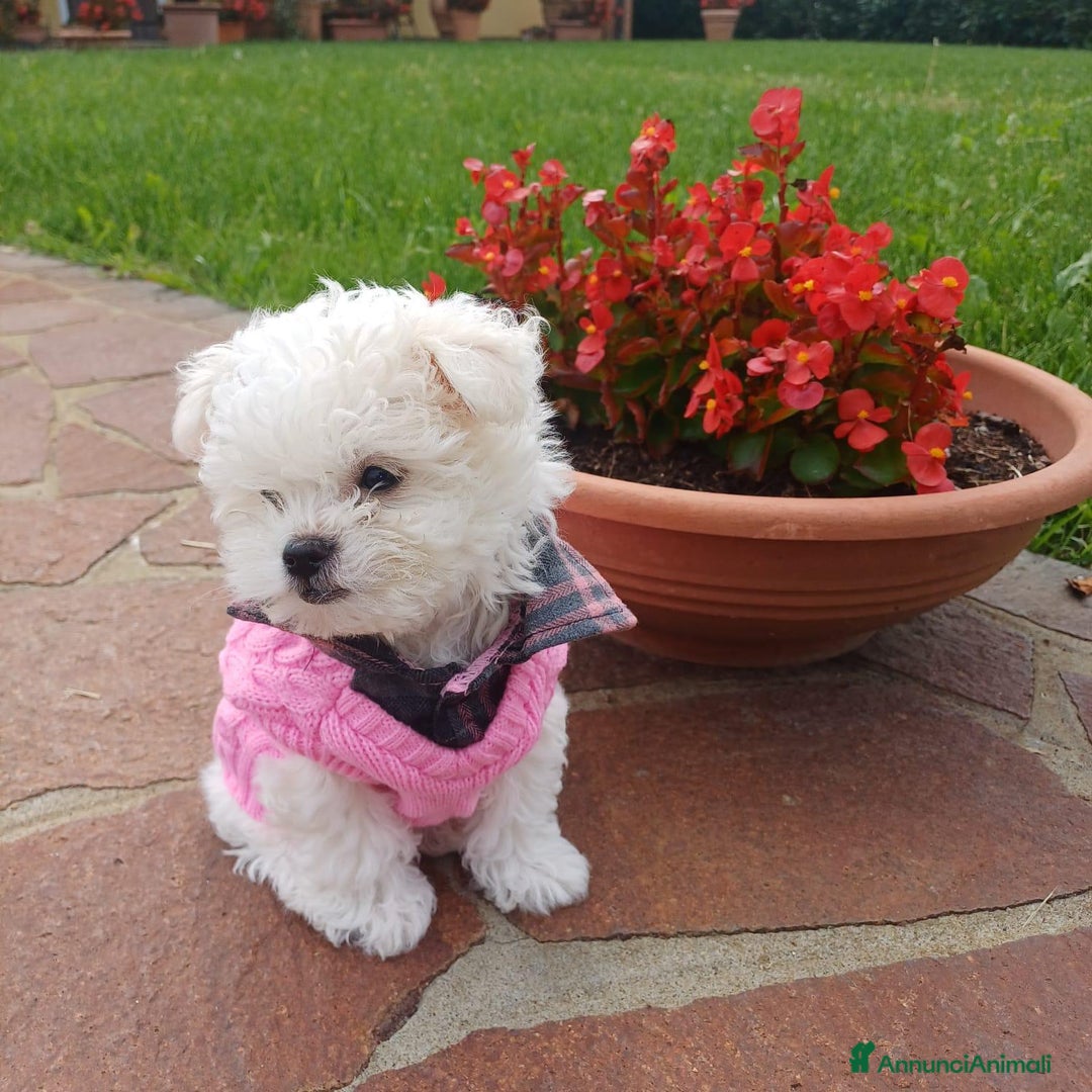Maltese cani in vendita: Cucciola di maltese - Annuncio 2