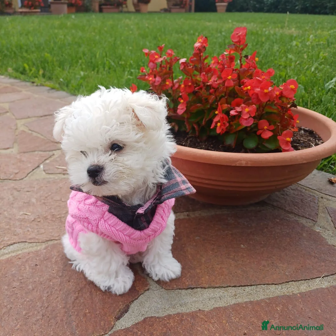 Maltese cani in vendita: Cucciola di maltese - Annuncio 2