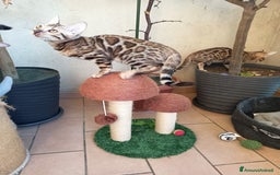 Bengala gatti in vendita: Maschietto & Feminuccia 🥰 - Annuncio 13