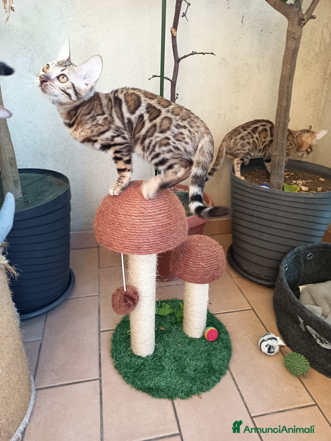 Bengala gatti in vendita: Maschietto & Feminuccia 🥰 - Annuncio 13