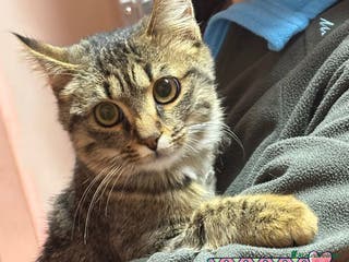 Europeo gatti GREY dolce micino 5 mesi cerca casa - adozione - Annuncio 5