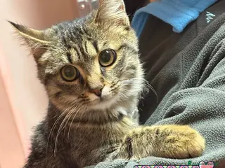 Europeo gatti GREY dolce micino 5 mesi cerca casa - adozione - Annuncio 31