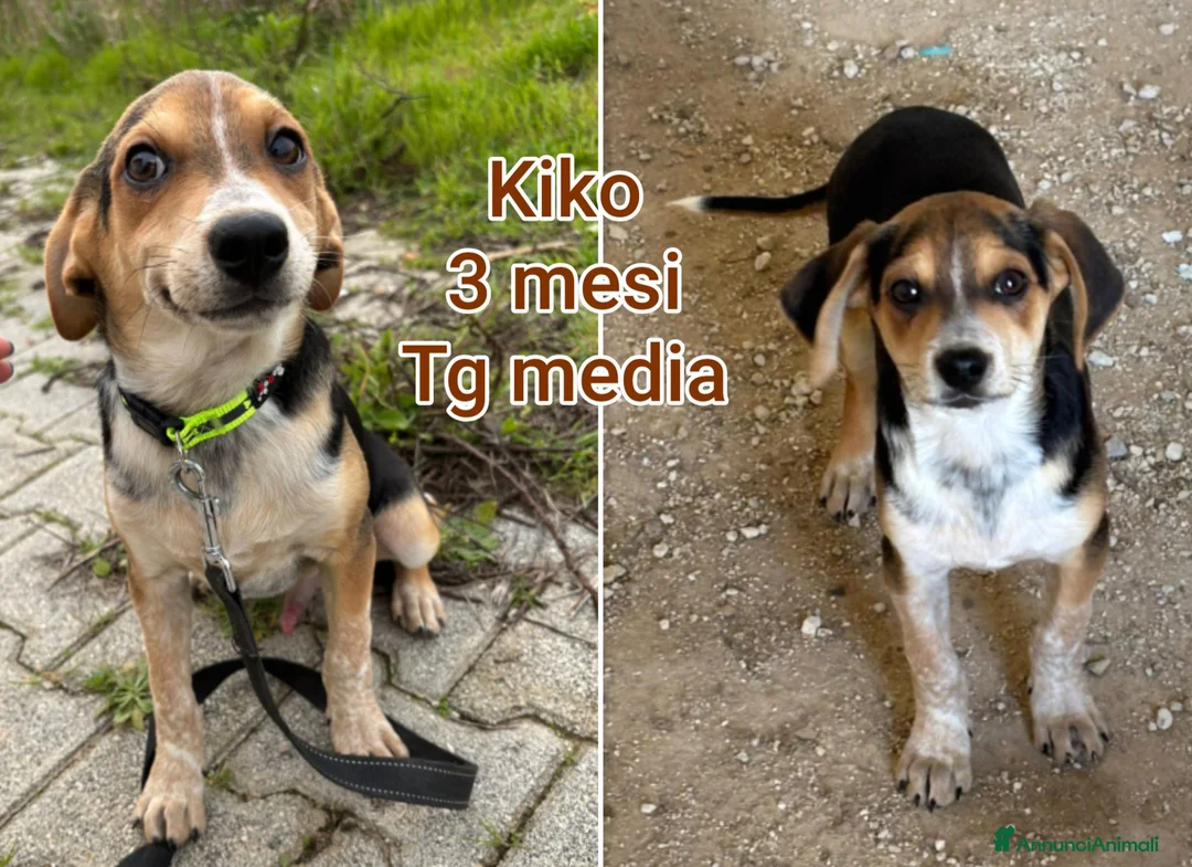 Meticcio cani in regalo: TROPPI CUCCIOLI ABBANDONATI  - Annuncio 4