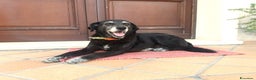 Meticcio cani in regalo: BUONA E DOLCE HOLLY IN REGALO a Città metropolitana di Catania - Annuncio 1