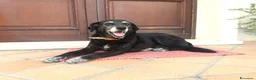 Meticcio cani in regalo: BUONA E DOLCE HOLLY IN REGALO a Città metropolitana di Catania - Annuncio 1