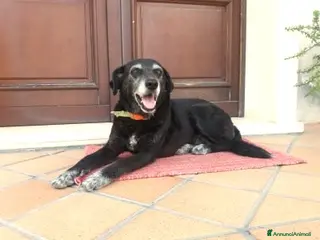 Meticcio cani BUONA E DOLCE HOLLY IN REGALO a Città metropolitana di Catania - Annuncio 21