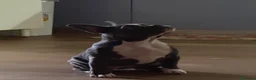 Bulldog Francese cani in vendita: Cucciole Bulldog Francese femmine disponibili.  - Annuncio 4