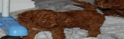 Barboncino Toy cani in vendita: Barboncino Toy rosso  a Città Metropolitana di Venezia - Annuncio 24