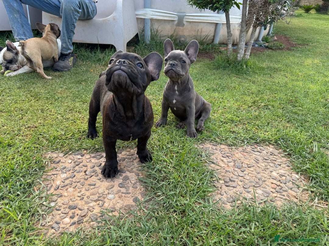 Bulldog Francese cani in vendita: Bulldog francese  a Città metropolitana di Milano - Immagine 10