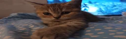 Scottish gatti in vendita: Splendori gattini schottisch Fold è brithish - Annuncio 5