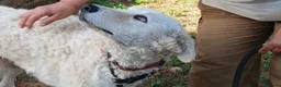 Meticcio cani in regalo: MIMMO PRESO A BASTONATE HA BISOGNO DI TE - Annuncio 4