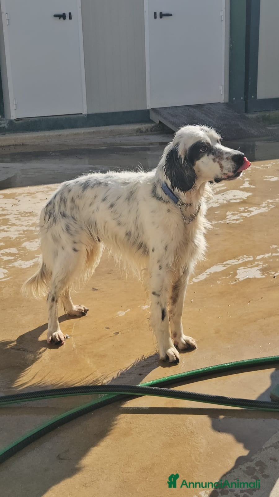 Setter Inglese cani Zeus: giovane setter socievole equilibrato  - Annuncio 5