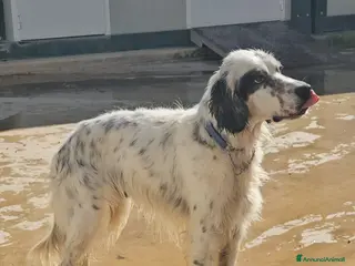 Setter Inglese cani Zeus: giovane setter socievole equilibrato - Annuncio 5
