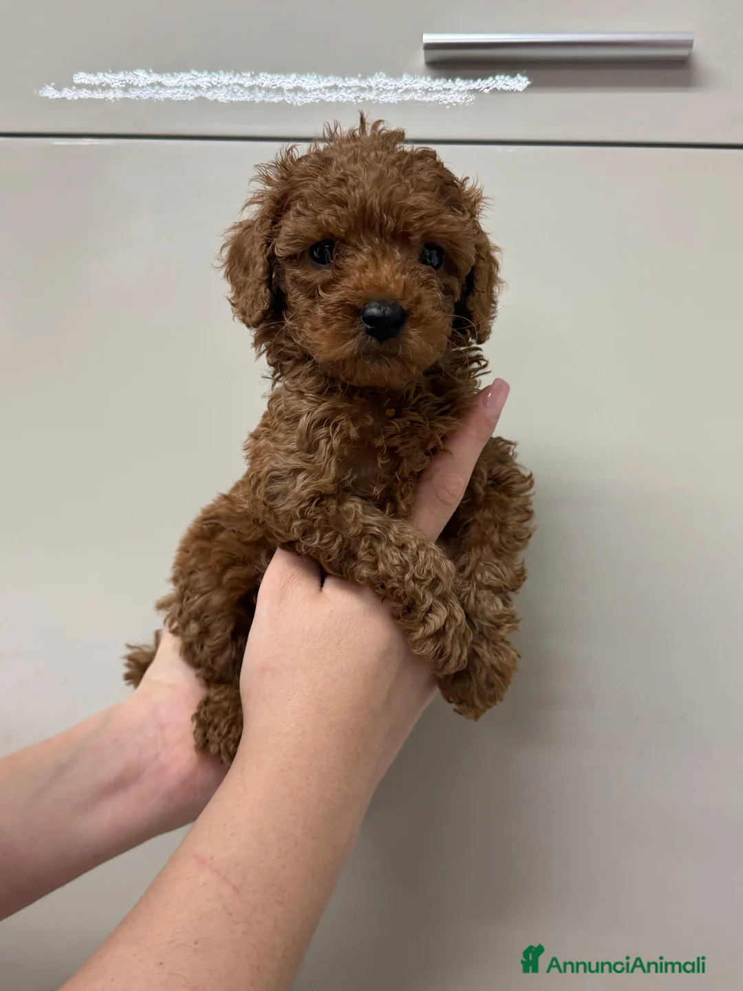 Meticcio cani in vendita: Barboncino red toy - Annuncio 11